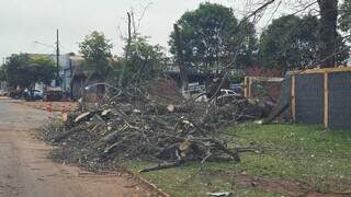 Troncos e galhos de árvore que caiu sobre rede elétrica, hoje, em Ponta Porã (Foto: Direto das Ruas)