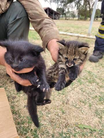 Rar&iacute;ssimo: gato-palheiro resgatado no Pantanal &eacute; chance de preservar esp&eacute;cie