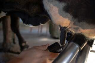 Ordenha mecanizada em propriedade rural brasileira; preço do produto em MS está abaixo da média nacional. (Foto: Arqquivo/CNA)