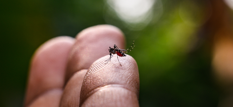 Mato Grosso do Sul bate 50 dias sem mortes por dengue