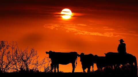 Temperaturas extremas e baixa umidade afetam a produtividade de bovinos