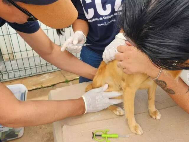 Campanha de vacina&ccedil;&atilde;o animal vai aos bairros Santo Ant&ocirc;nio e Vila Sobrinho