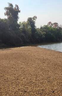 Rio Ivinhema seco onde antes havia água (Foto: Divulgação/Colônia de Pescadores Z-10)