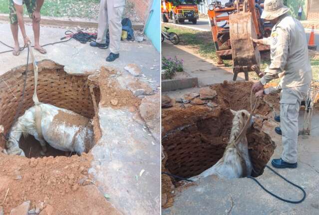 Cavalo cai em fossa e bombeiros precisam utilizar retroescavadeira para resgate