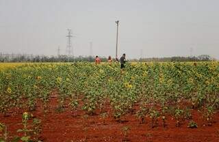 Família caminha entre o campo de girassóis (Foto: Osmar Veiga)