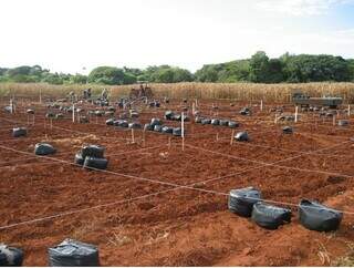 Aplicação do biocarvão de eucalipto em área experimental. (Foto: Divulgação/Embrapa)