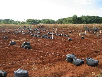 Biocarvão de eucalipto melhora a qualidade do solo em região tropical