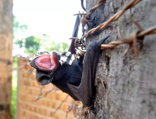 Morcego encontrado em condomínio do Bairro Monte Castelo, em 2015 (Foto: Marcelo Calazans/Arquivo)