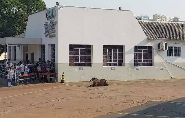 Anta vira atra&ccedil;&atilde;o enquanto n&atilde;o &eacute; resgatada em escola 