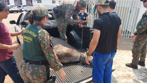 Depois de virar atração em escola, anta é sedada três vezes até ser resgatada