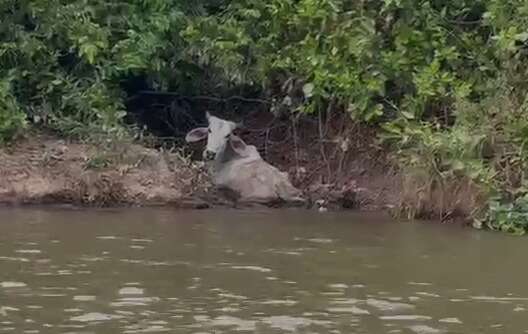 PMA e Iagro investigam se gado encontrado morto estava em fazenda abandonada