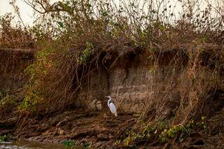 Onde a ave está, as águas do Rio Paraguai já chegaram. Seca impacta a bacia hidrográfica à qual ele pertence (Foto: Henrique Kawaminami)