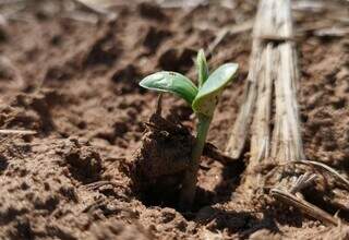 Broto de soja plantada no ciclo 2023-2024; setor vem para nova safra de olho no clima. (Foto: Arquivo/Aprosoja-MS)