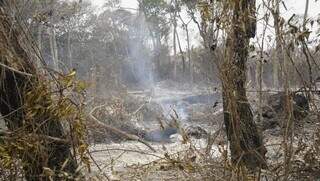 Área de mata atingida por incêndio no Pantanal corumbaense (Foto: Alex Machado)