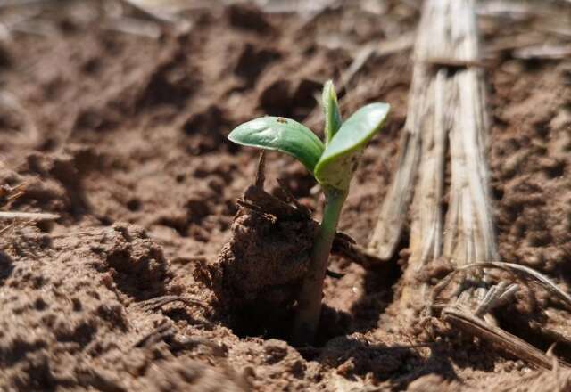 Com previsão de plantar 6% mais este ano, cultivo da soja em MS começa no dia 16