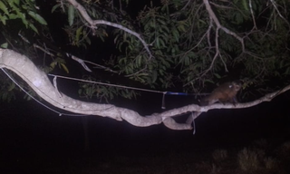 Macado-prego amarrado em árvore (Foto: divulgação / PMA)