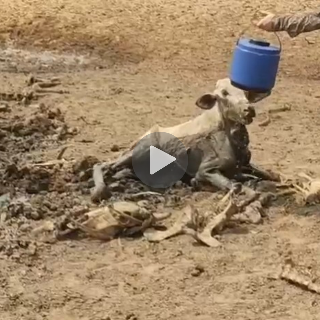 PMA encontra mil bois desnutridos, 50 mortos e dono de fazenda é preso