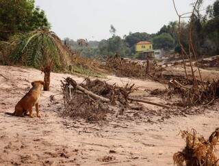 Perto da casa de Luzia é possível observar parte da vegetação destruída pelo rompimento da barragem (Foto: Osmar Veiga)