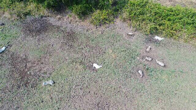 Pol&iacute;cia libera dono de fazenda que abandonou mil bois
