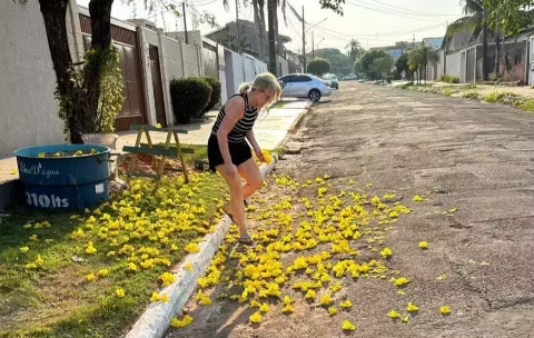 Neiva encontrou na desidratação de flores a paz da aposentadoria 