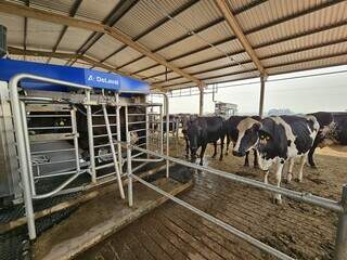 Vacas da raça girolando aguardam a vez para entrar na ordenha robotizada. (Foto: Divulgação/Semadesc)