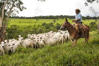 Rebanho bovino é conduzido em propriedade rural brasileira; estradiol é utilizado em protocolos de inseminação artificial. (Foto: Arquivo/Embrapa)