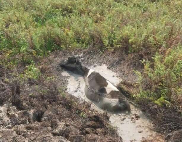 Bois morrem de sede em meio &agrave; seca hist&oacute;rica na fronteira do Paraguai com MS