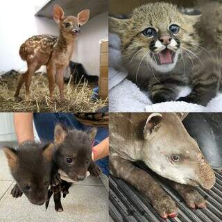 Animais que foram resgatados e estão sendo tratados no Cras (Foto: Divulgação)