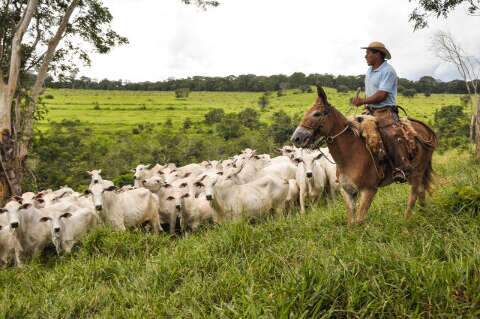 União Europeia veta importação de carne bovina de fêmeas do Brasil