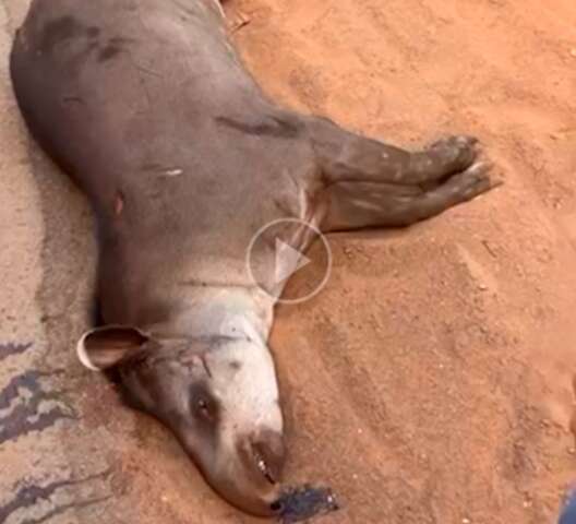 Anta &eacute; encontrada morta em rodovia perto de &aacute;rea tomada pelo fogo