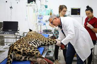 Antã durante tratamento no Hospital Veterinário Ayty, em Campo Grande (Foto: Álvaro Rezende/Governo de MS/Divulgação)