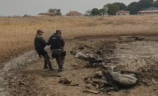 Polícia laçando boi atolado em barranco (Foto: divulgação / PMA)