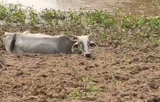 Animal atolado em lamaçal (Foto: divulgação / PMA)