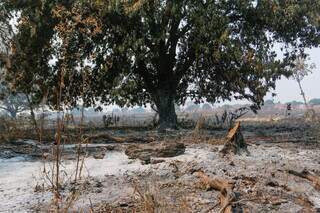 Cinzas cobrem terreno de área queimada no Guanandi ll (Foto: Paulo Francis)