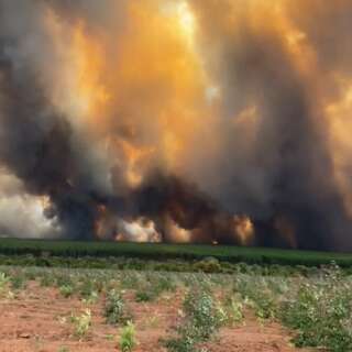 Inc&ecirc;ndio continua e devasta 11 mil hectares de fazendas de eucalipto em MS