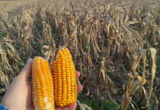 Agricultor mostra espigas mal formadas, como efeito severo da seca sobre a produtividade do milho. (Foto: Divulgação/Aprosoja-MS)