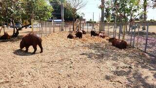 Capivaras ganham complementa&ccedil;&atilde;o alimentar por conta da seca