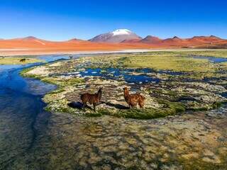 Vista de lago nos arredores de San Pedro do Atacama com a presença de lhamas, animais típicos da região (Foto: Luiz Felipe Mendes)