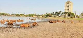 Nível de água da Lagoa Maior está 20 centímetros abaixo do normal (Foto: Rádio Difusora)