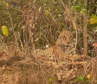 Onça fotografada por Ratinho durante pescaria. (Foto: Reprodução)