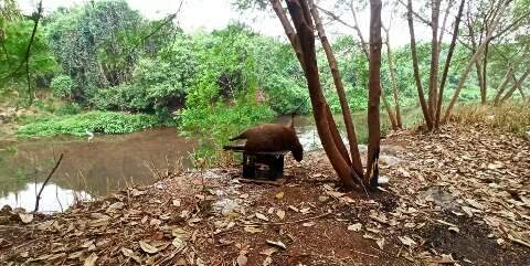 Capivara é encontrada morta e amarrada às margens do Anhanduí