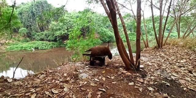 Capivara &eacute; encontrada morta e amarrada &agrave;s margens do Anhandu&iacute;