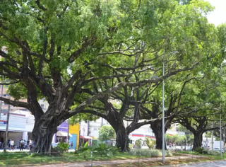 Canteiro da Avenida Afonso Pena, em Campo Grande (Foto: Minamar Júnior\Arquivo Campo Grande News)