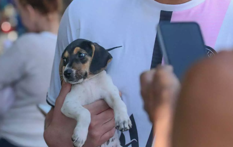 Veja como cuidar para que pets não sofram com efeitos dos incêndios