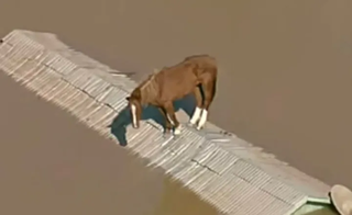 Cavalo Caramelo ilhado em telhado de casa em Canoas (RS); animal virou símbolo de resistência nas enchentes que atingiram o Rio Grande do Sul. (Foto: Reprodução)