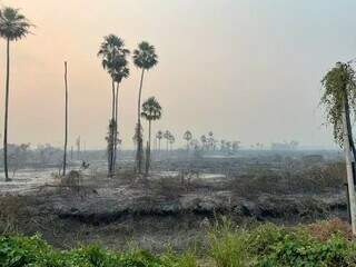 Fumaça e imagem cinza foi o que restou após a passagem do incêndio florestal no ano passado, no Pantanal, em Miranda (Foto: Arquivo/Osmar Xavier)