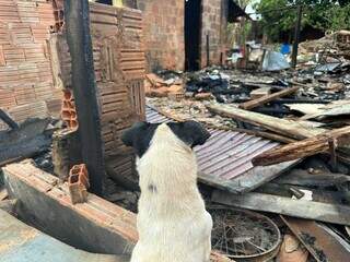 Cachorro da família foi o único &#34;bem&#34; que restou após o incêndio (Foto: Marcos Maluf)