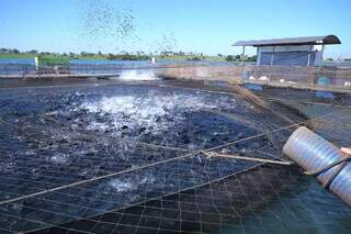 Tanque de criação de peixes em Mato Grosso do Sul (Foto: Edemir Rodrigues/Divulgação)