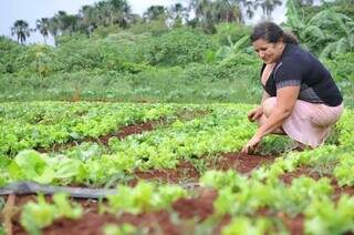 Mulher cuida de plantação de alface (Foto: Arquivo/Campo Grande News)