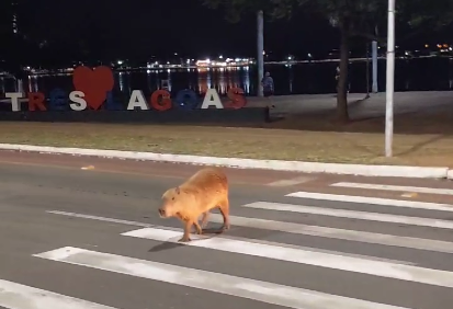 Capivara d&aacute; exemplo ao atravessar rua na faixa de pedestres